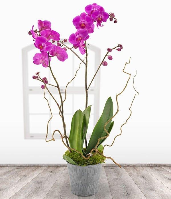 Orchid Surprise