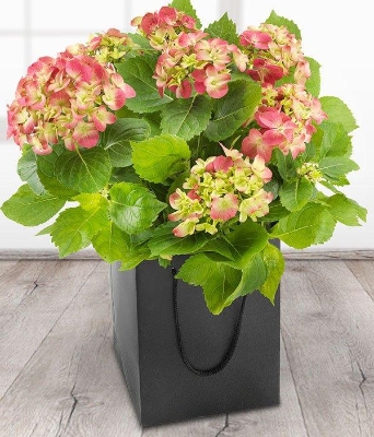 Pink Hydrangea*