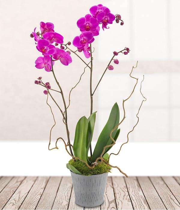 Mothers Day Orchid