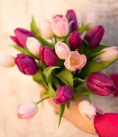 Simply Tulips