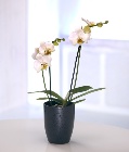 White Orchid